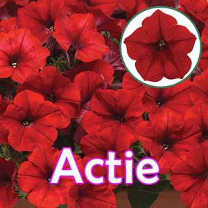 Afbeelding van Petunia P12 "Actie" Ew Red